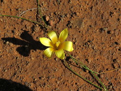 Romulea tortuosa aurea