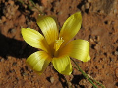 Romulea tortuosa aurea