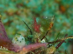 Phycocaris simulans