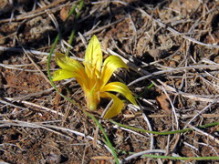 Romulea tortuosa aurea