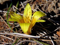 Romulea tortuosa aurea