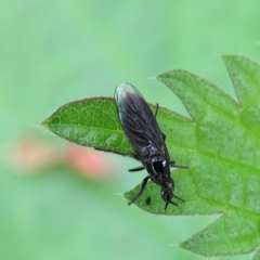 Bibio leucopterus