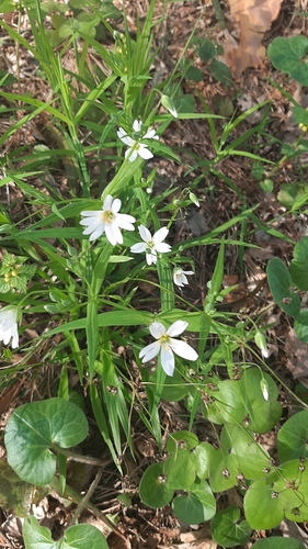 Krūmokšninė žliūgė