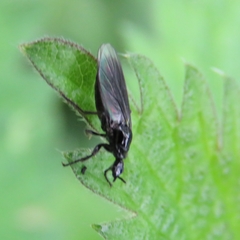 Bibio leucopterus
