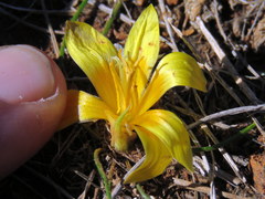 Romulea tortuosa aurea