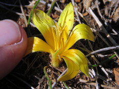 Romulea tortuosa aurea