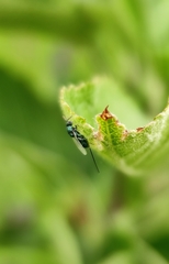 Pseudotorymus sapphyrinus