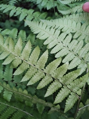 Diplazium mettenianum
