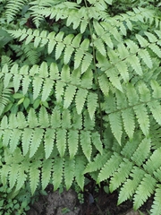 Diplazium mettenianum