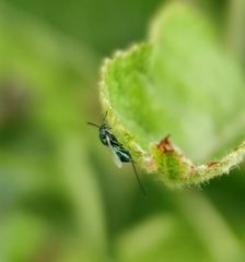 Pseudotorymus sapphyrinus