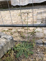 Hypochaeris radicata