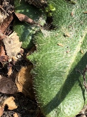 Hypochaeris radicata