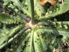 Hypochaeris radicata