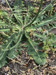 Hypochaeris radicata