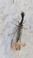 Xanthostigma