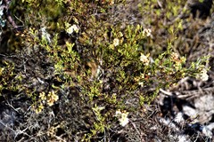 Polygonum dentoceras