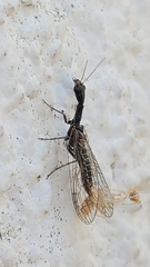 Xanthostigma