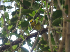 Zosterops senegalensis