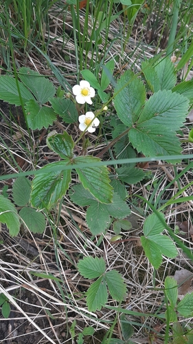 Šlaitinė žemuogė