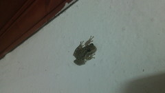 Scinax nasicus