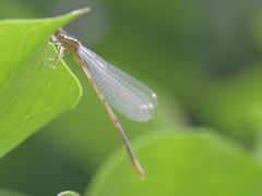 Coenagrion puella
