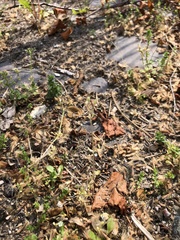 Holosteum umbellatum