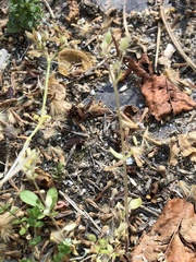 Holosteum umbellatum