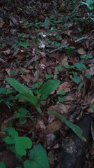 Calanthe discolor