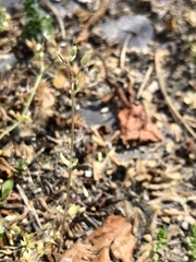 Holosteum umbellatum