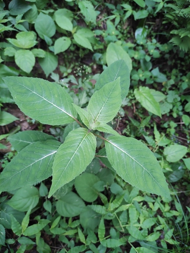 Circaea cordata iNat (1)