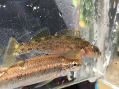 Etheostoma etowahae