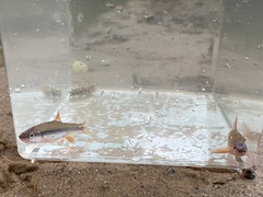 Notropis lutipinnis