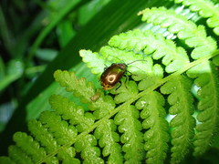 Gallerucida singularis