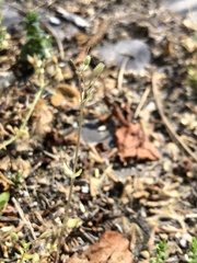 Holosteum umbellatum