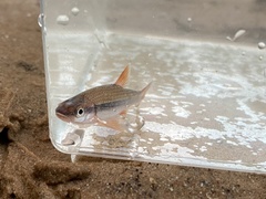 Notropis lutipinnis