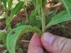 Asteriscus aquaticus