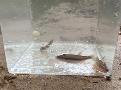 Notropis lutipinnis