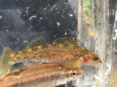 Etheostoma etowahae