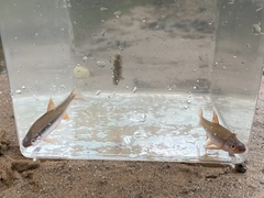 Notropis lutipinnis