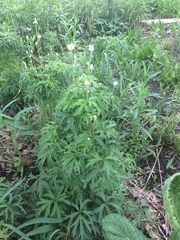 Anemone cylindrica