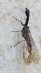 Xanthostigma