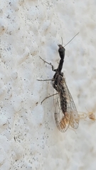 Xanthostigma
