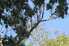 Icterus portoricensis