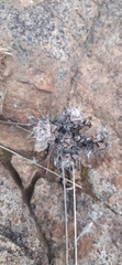 Anacampseros filamentosa