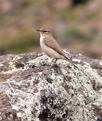 Rufous-Banded Miner photo 5