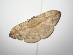 Sphingognatha asclepiades