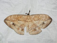 Sphingognatha asclepiades