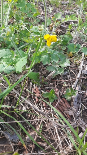 Didžioji ugniažolė