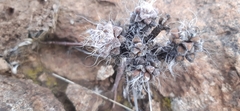 Anacampseros filamentosa