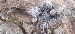 Anacampseros filamentosa